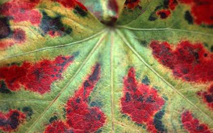 تغيير رنگ برگ در پاييز