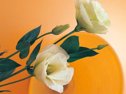 دو گل سفيد رنگ زيبا