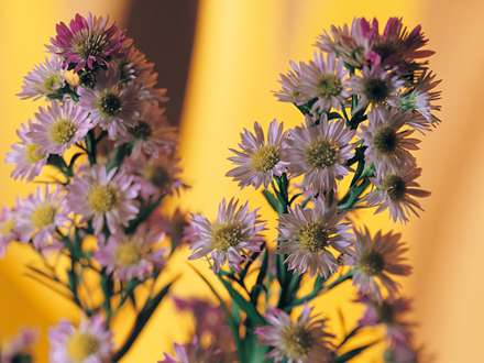 دسته گل هاي سفيد كوچك