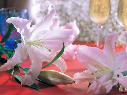 دوشاخه گل سفيد زيبا