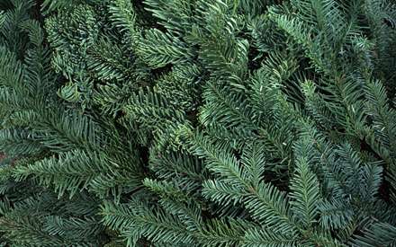 درختي با برگهاي سوزني