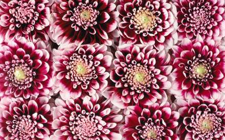 گلهاي قرمز و سفيد