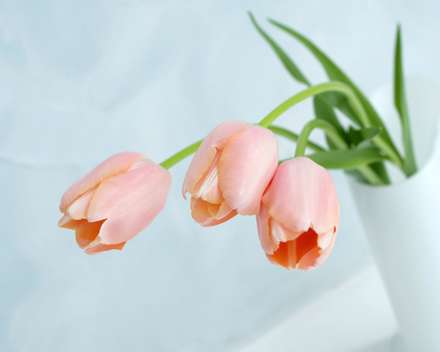 لاله هاي صورتي