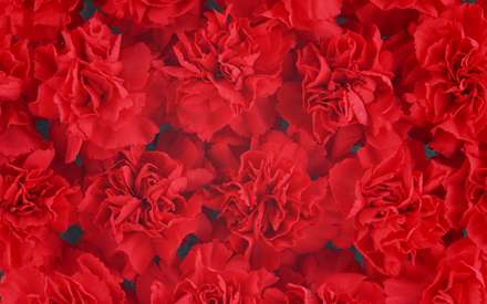 گلهاي قرمز
