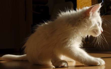 گربه ی سفید