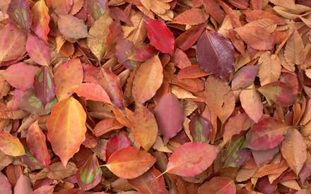 برگهاي پاييزي