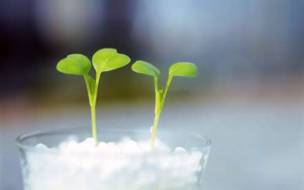 نمايي از جوانه هاي روييده در ظرف بلور