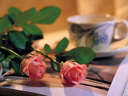 دو گل رز گلبهي روي يك كتاب