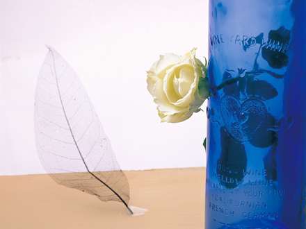 گل رز سفيد رنگ به همراه يك برگ شفاف