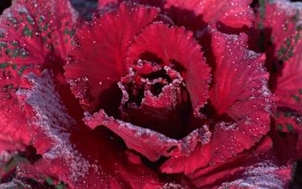 گل رز قرمز يخ زده