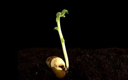 تصويري از جوانه گياه به همراه دانه آن