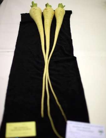 برگزاری مسابقات "بزرگترین سبزیجات دنیا" در انگلستان!