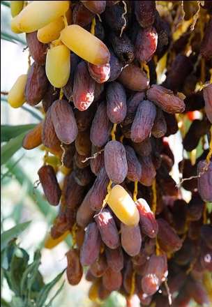 گزارش تصویری از برداشت خرما در بندر عباس