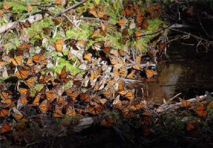 تصاویری از مهاجرت پروانه‌های پادشاه