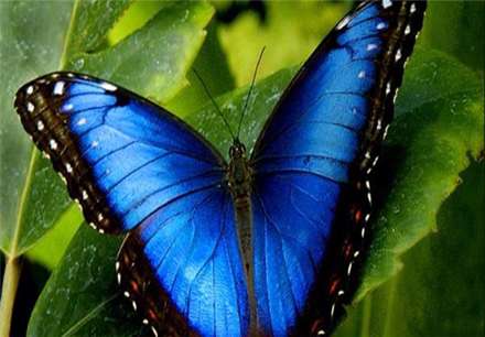 معروفترین انواع پروانه های جهان