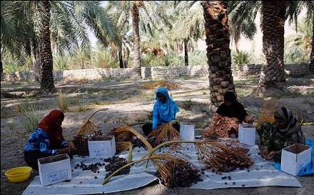 گزارش تصویری از برداشت خرما در بندر عباس