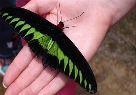 معروفترین انواع پروانه های جهان