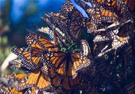 تصاویری از مهاجرت پروانه‌های پادشاه