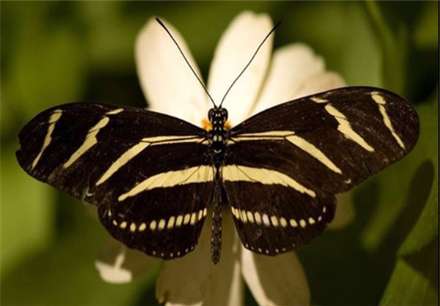 معروفترین انواع پروانه های جهان