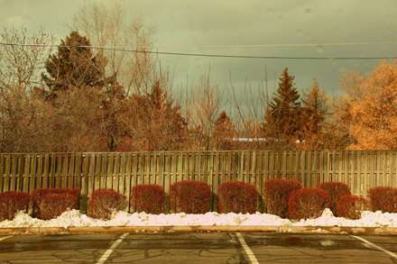 درختان پاییزی