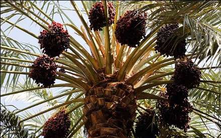 گزارش تصویری از برداشت خرما در بندر عباس