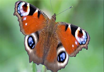 معروفترین انواع پروانه های جهان