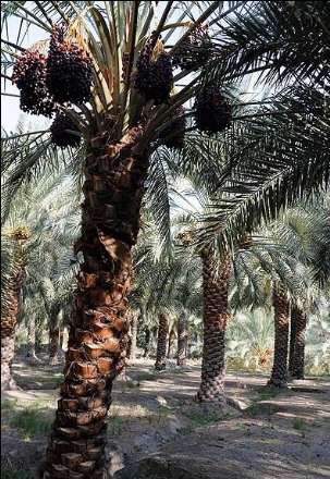 گزارش تصویری از برداشت خرما در بندر عباس