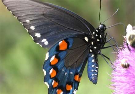 معروفترین انواع پروانه های جهان