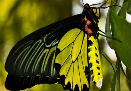 معروفترین انواع پروانه های جهان