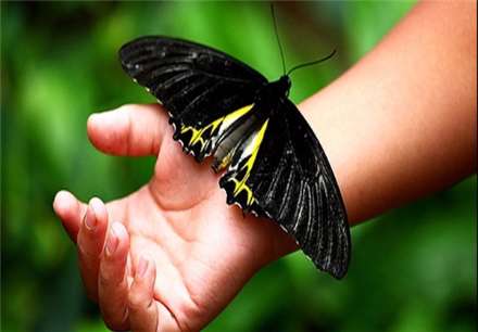 معروفترین انواع پروانه های جهان