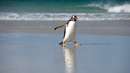 پنگوئن تنها