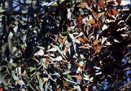 تصاویری از مهاجرت پروانه‌های پادشاه