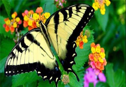 معروفترین انواع پروانه های جهان