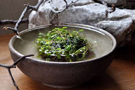 جزیره ای میان آب