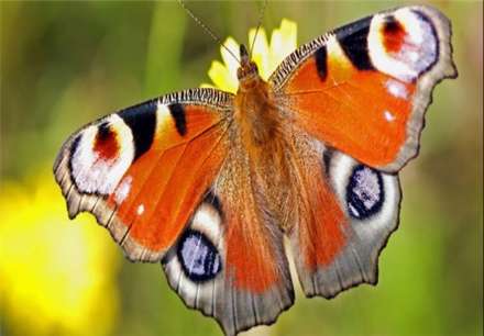 معروفترین انواع پروانه های جهان