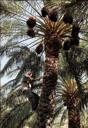 گزارش تصویری از برداشت خرما در بندر عباس