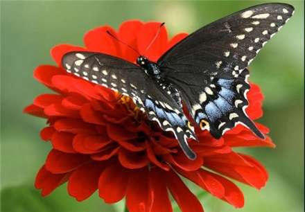 معروفترین انواع پروانه های جهان