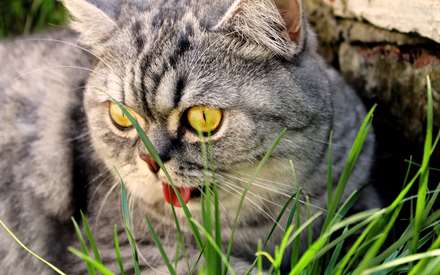 گربه ترسناک