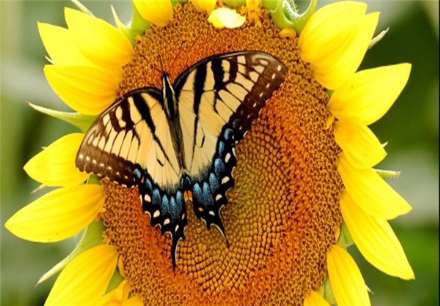 معروفترین انواع پروانه های جهان