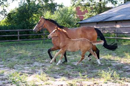 مسابقه ی دواسب با هم