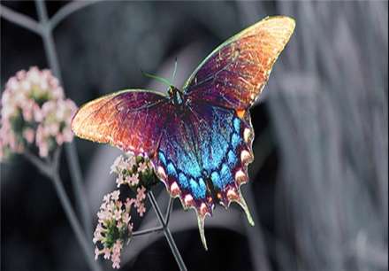 معروفترین انواع پروانه های جهان