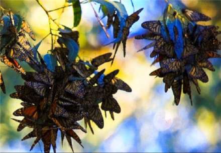 تصاویری از مهاجرت پروانه‌های پادشاه