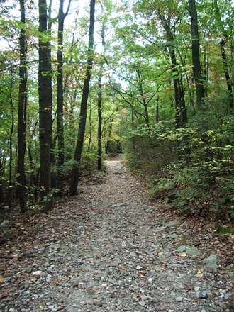 جنگل رویایی