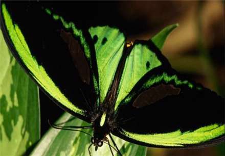 معروفترین انواع پروانه های جهان