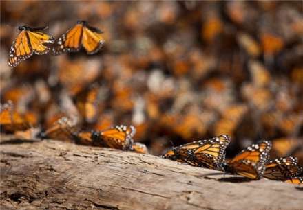 تصاویری از مهاجرت پروانه‌های پادشاه