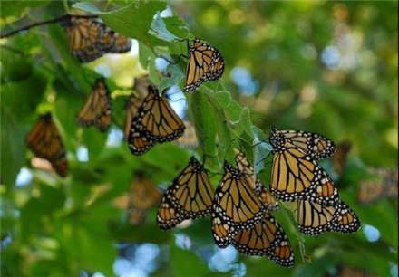 تصاویری از مهاجرت پروانه‌های پادشاه