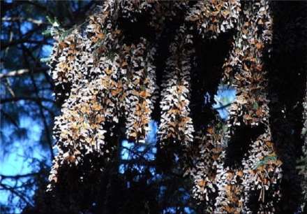 تصاویری از مهاجرت پروانه‌های پادشاه