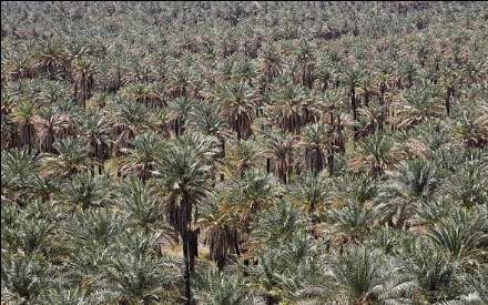 گزارش تصویری از برداشت خرما در بندر عباس