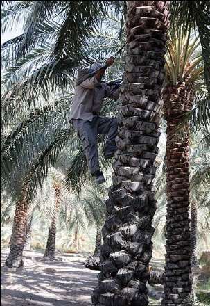 گزارش تصویری از برداشت خرما در بندر عباس