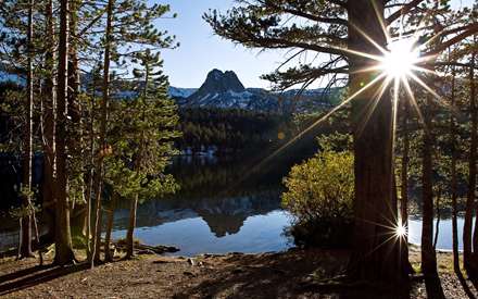 خورشید میان درختان